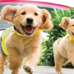 Can dogs help to predict epileptic seizures?