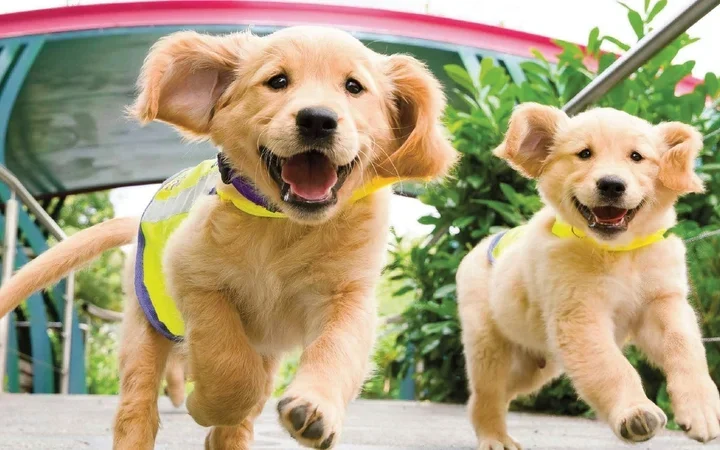 Can dogs help to predict epileptic seizures?