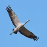 Rare cranes return to Offaly bog for seventh year