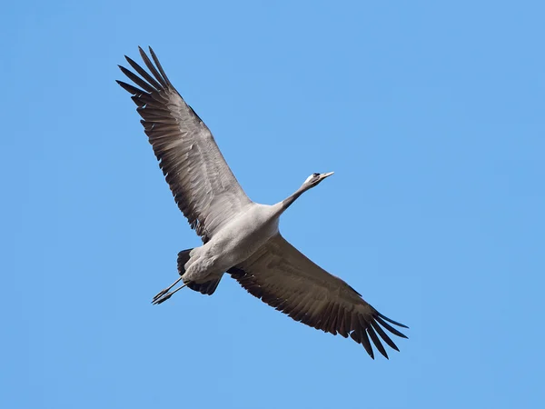 Rare cranes return to Offaly bog for seventh year