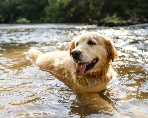 5 tips for keeping your pup cool on hot days