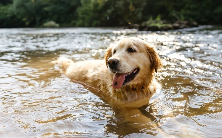 5 tips for keeping your pup cool on hot days