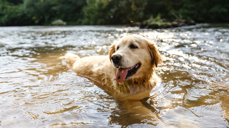 5 tips for keeping your pup cool on hot days