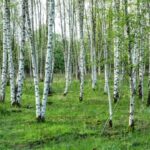 All you need to know about planting a small native woodland on your land