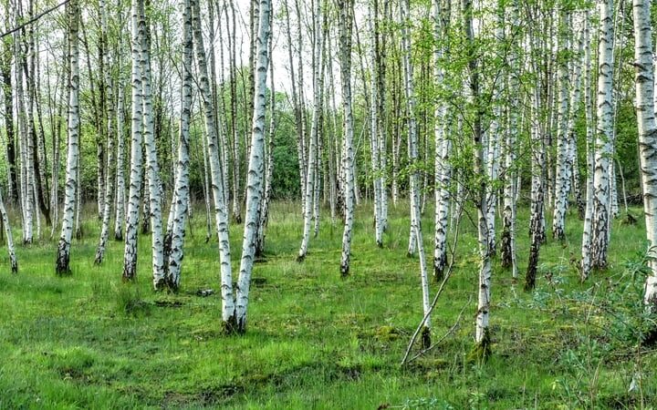 All you need to know about planting a small native woodland on your land