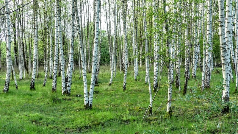 All you need to know about planting a small native woodland on your land