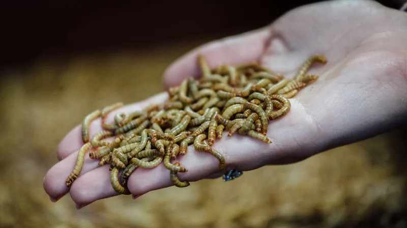 Neanderthals likely ate fermented meat with side of maggots