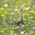 Nine curlew reintrouduced into the wild as part of conservation project