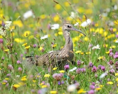 Nine curlew reintrouduced into the wild as part of conservation project