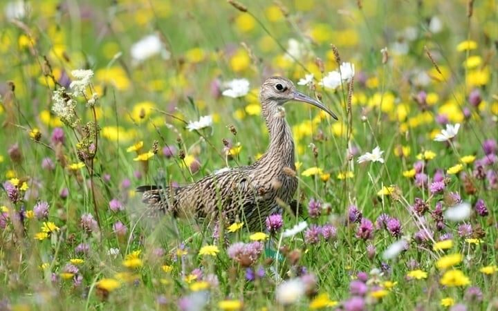 Nine curlew reintrouduced into the wild as part of conservation project