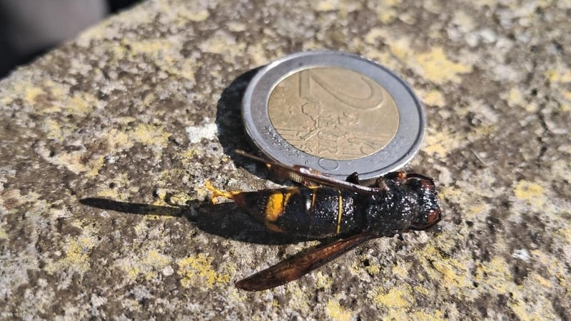 'Biosecurity alert' after Asian hornet captured in Cork