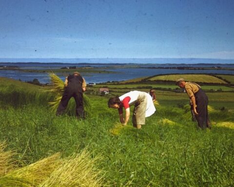 The stories behind Gleaning Sunday and Irish harvest customs