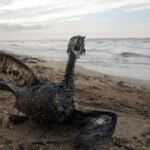 Oil slick from Novorossiysk threatens Crimea and Black Sea region