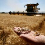 Ukrainian grain exports to Europe set to double despite war