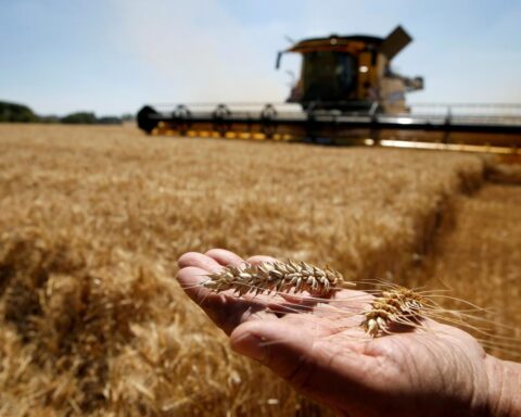 Ukrainian grain exports to Europe set to double despite war
