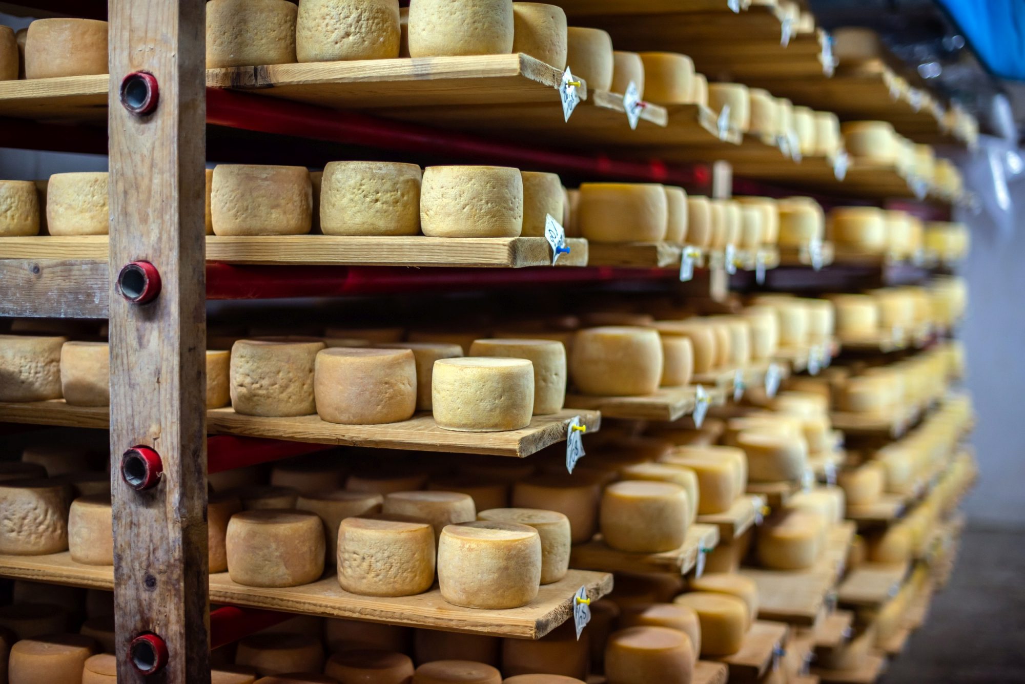 Ukrainian cheese export becomes strategic for EU food chains