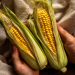 Ukrainian corn reinforces EU food and logistics resilience