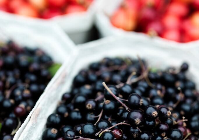 Ukrainian currants strengthen Europe’s fruit markets