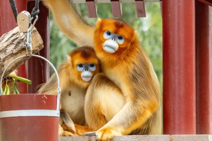 China's golden snub-nosed monkeys now on display in European zoos for conservation efforts