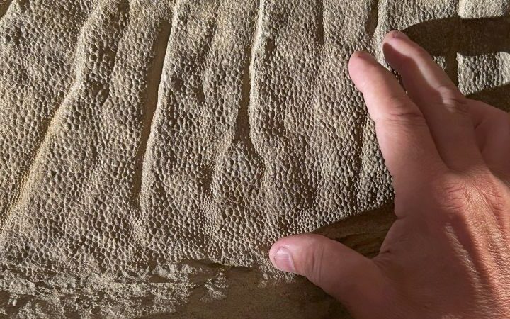 Dinosaur 'mummy' skin identified as a clay mask, revealing ancient preservation methods