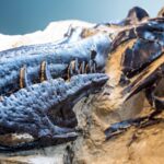 Mistaken identity reshapes understanding of T. rex and smaller Nanotyrannus species