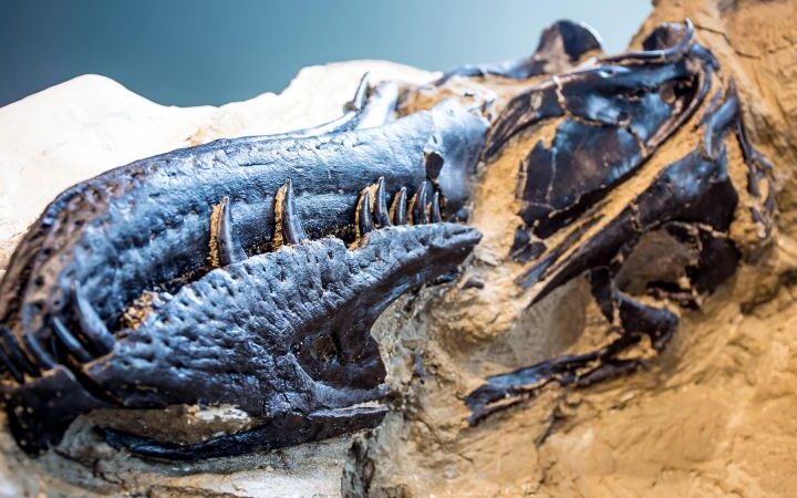 Mistaken identity reshapes understanding of T. rex and smaller Nanotyrannus species