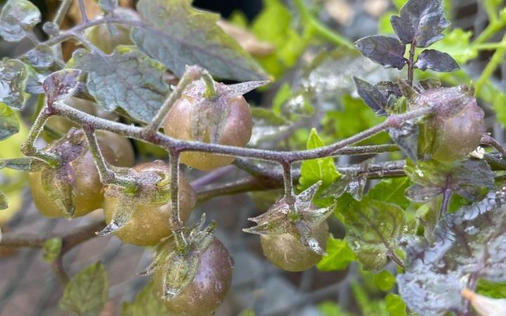 Scientists discover potential reverse evolution in wild tomatoes of the Galápagos Islands
