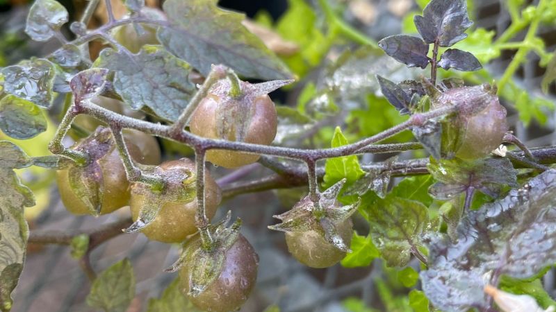 Scientists discover potential reverse evolution in wild tomatoes of the Galápagos Islands