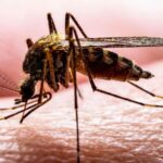 Study reveals northern house mosquito originated in the Mediterranean, not London Underground