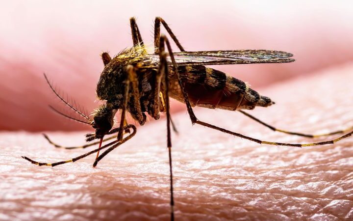 Study reveals northern house mosquito originated in the Mediterranean, not London Underground