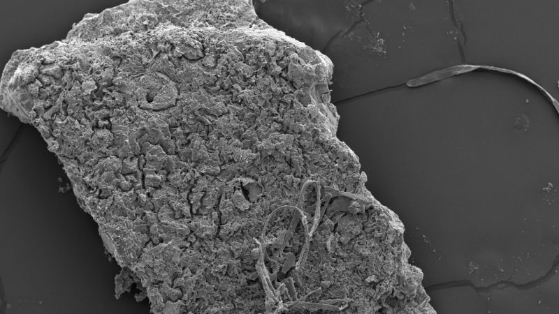 Ancient crocodile eggshells found in Australia offer insights into prehistoric predatory behavior