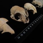 Ancient DNA reveals new insights into the origins of domestic cats