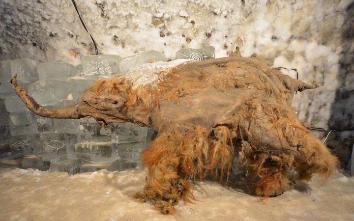 Ancient RNA from a mammoth reveals insights into its final moments 40,000 years ago