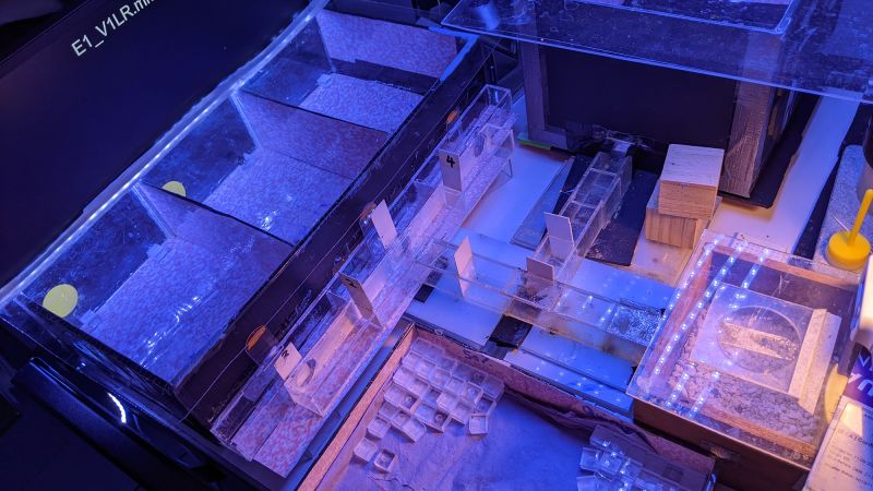 Bumblebees demonstrate ability to process time, revealing advanced cognitive skills