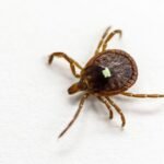 First documented death linked to red meat allergy triggered by tick bites