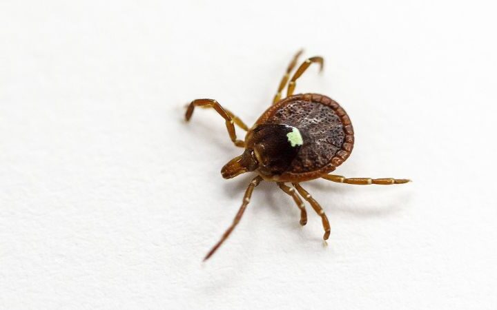 First documented death linked to red meat allergy triggered by tick bites