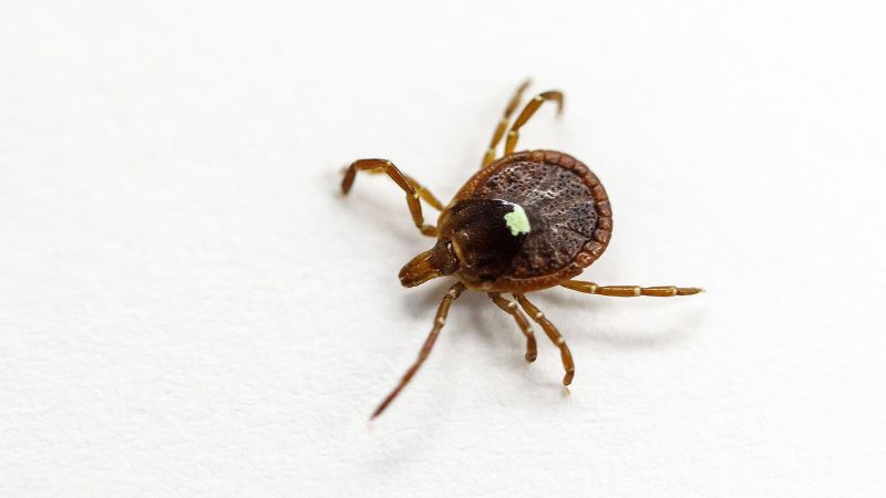 First documented death linked to red meat allergy triggered by tick bites