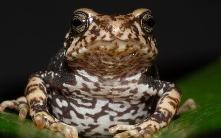 Newly identified Tanzanian tree toads give birth to live young, skipping tadpole stage