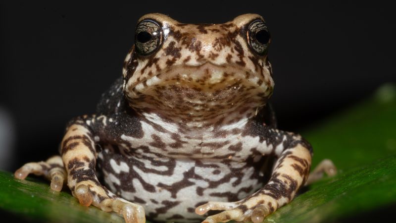 Newly identified Tanzanian tree toads give birth to live young, skipping tadpole stage