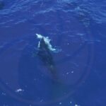 Orcas observed hunting great white sharks for liver in new drone footage from Mexico