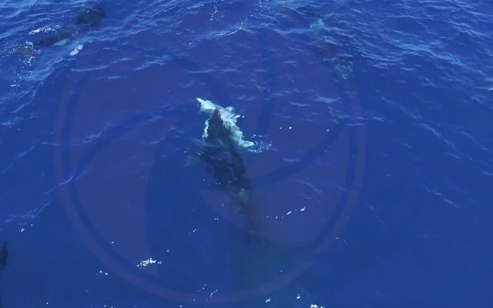Orcas observed hunting great white sharks for liver in new drone footage from Mexico