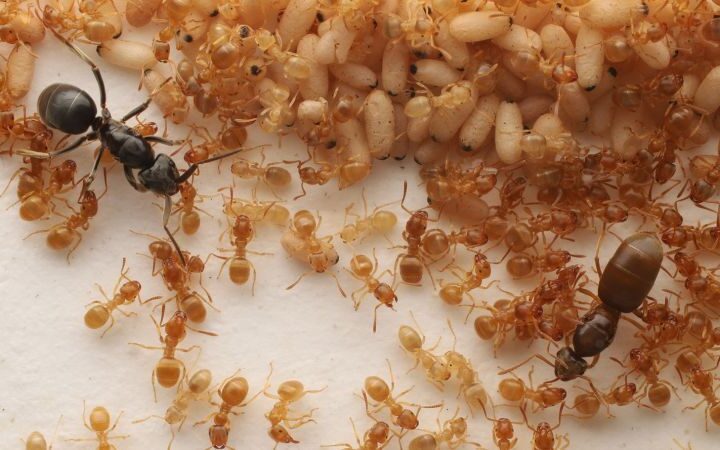 Parasitic ant queens manipulate workers to assassinate their biological mother