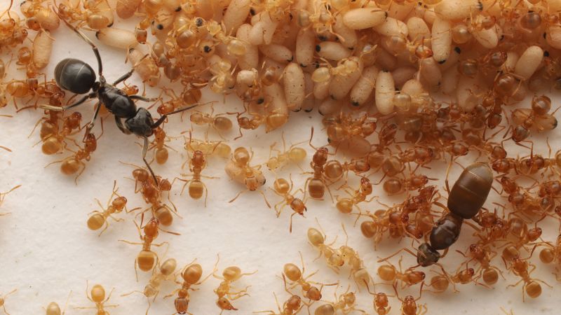Parasitic ant queens manipulate workers to assassinate their biological mother