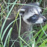 Researchers find evidence of raccoons developing shorter snouts, hinting at early domestication stages