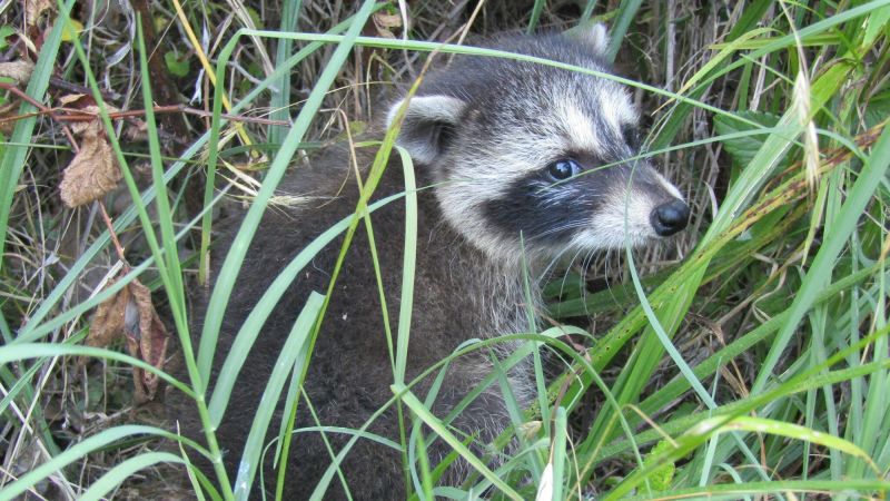Researchers find evidence of raccoons developing shorter snouts, hinting at early domestication stages