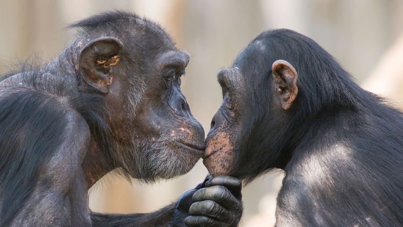 Study estimates kissing may have origins dating back 21 million years
