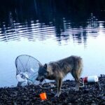 Wild wolf in British Columbia displays potential tool use in crab trap interaction