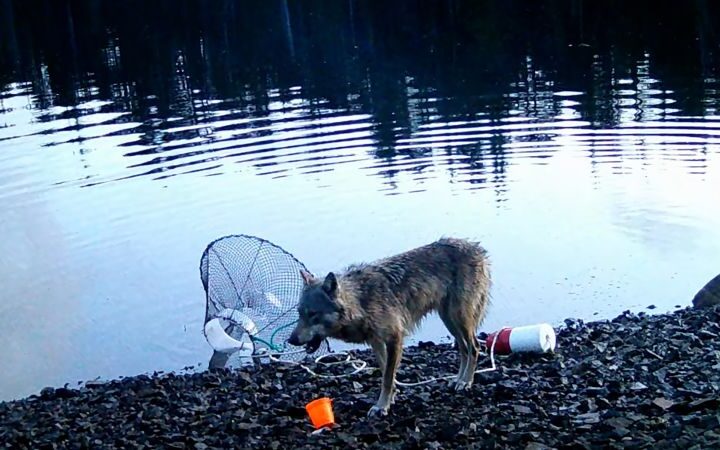 Wild wolf in British Columbia displays potential tool use in crab trap interaction