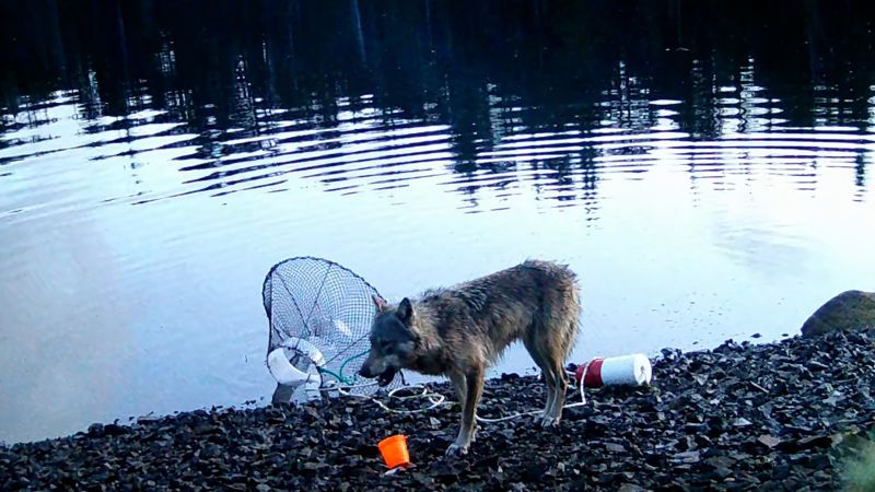 Wild wolf in British Columbia displays potential tool use in crab trap interaction