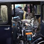 Behind the scenes of All Creatures Great and Small: The animals in makeup and their training